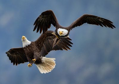 Seabeck_Eagles_3592_1000p.jpg