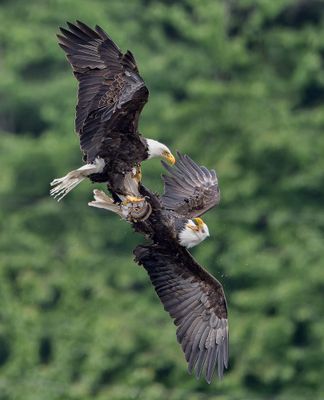 Seabeck_Eagles_3659t_1000p.jpg