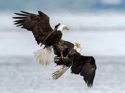Seabeck_Eagles_3872-t_1000p.jpg