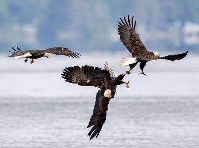Seabeck_Eagles_3886_1000p.jpg