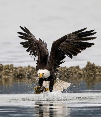 Seabeck_Eagles_5284-t_1000p.jpg