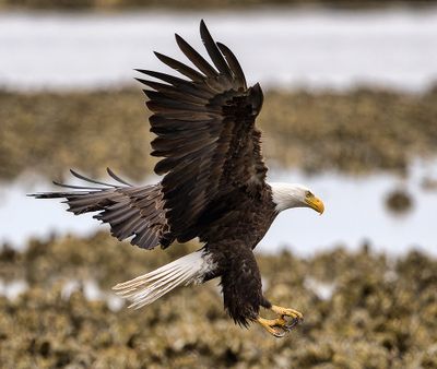 Seabeck_Eagles_5798_1000p.jpg