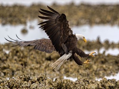 Seabeck_Eagles_5801_1000p.jpg
