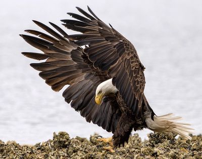 Seabeck_Eagles_6714_1000p.jpg