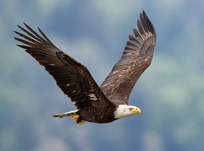 Seabeck_Eagles_6819_1000p.jpg