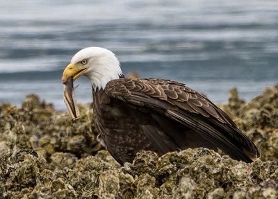 Seabeck_Eagles_7424_1000p.jpg