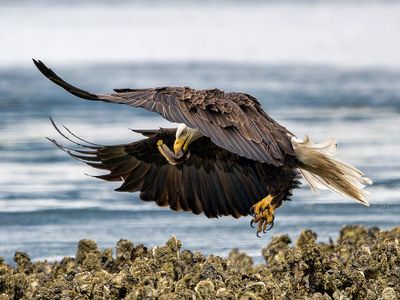 Seabeck_Eagles_7458_1000p.jpg