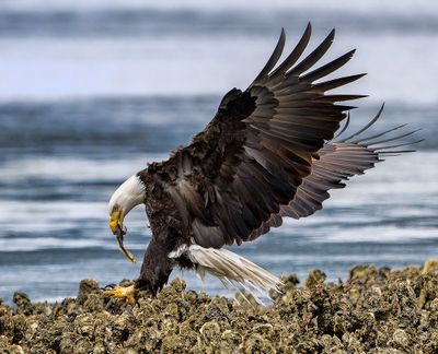 Seabeck_Eagles_7462_1000p.jpg