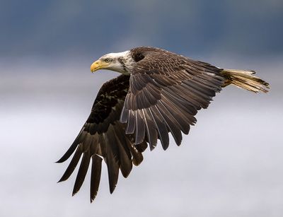 Seabeck_Eagles_7576_1000p.jpg