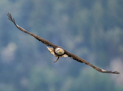 Seabeck_Eagles_7747_1000p.jpg