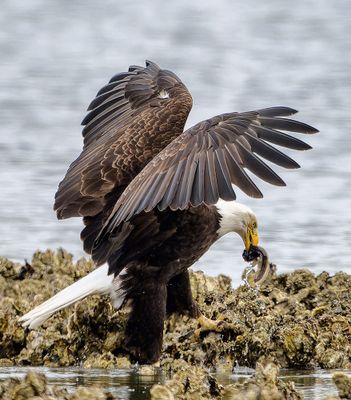Seabeck_Eagles_7953_1000p.jpg