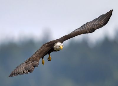 Seabeck_Eagles_8450_1000p.jpg