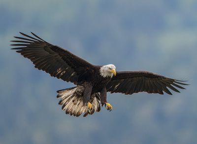 Seabeck_Eagles_8468_1000p.jpg
