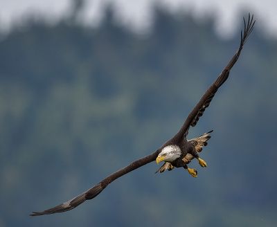 Seabeck_Eagles_8501_1000p.jpg