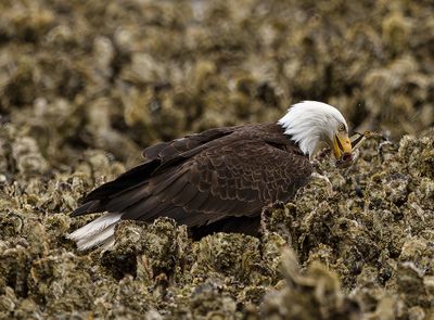 Seabeck_Eagles_9797_1000p.jpg