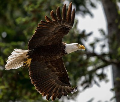 Eagle_8364_1000p.jpg