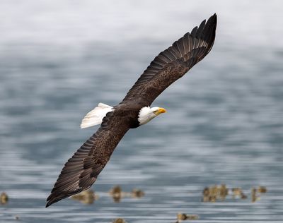 Eagle_5506_72pi.jpg
