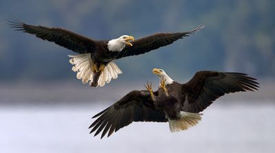 Seabeck_Eagles_3587_1000p.jpg