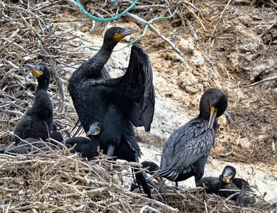 Cormorant_4907_1000p.jpg