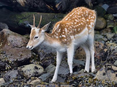 fallow_deer_5379_1000p.jpg