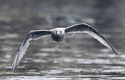 Gull_20240823_4930_1000p.jpg