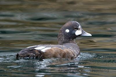 harlequin_duck_5078_1000p.jpg