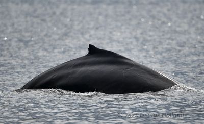 Humpback_20240822_GRH3248_1000p.jpg