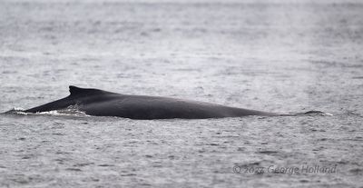Humpback_Ukula_20240822_GRH3054_1000p.jpg