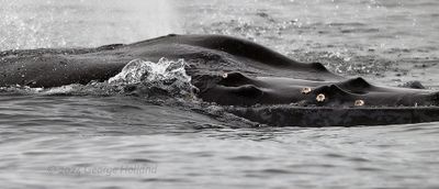 Humpback_Ukula_20240822_GRH7474_1000p.jpg