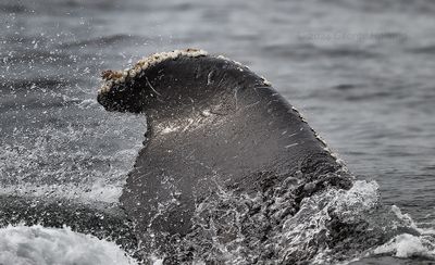Humpback_Ukula_20240822_GRH7546_1000p.jpg