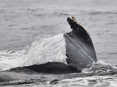 Humpback_Ukula_20240822_GRH75565_1000p.jpg