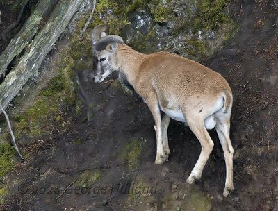 mouflon_sheep_5348_1000p.jpg