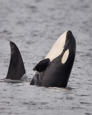 Orca)20240822_GRH1794_1000p.jpg