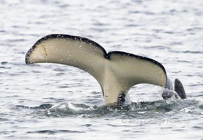 Orca_0139_1000p.jpg