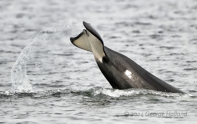 Orca_0314_1000p.jpg