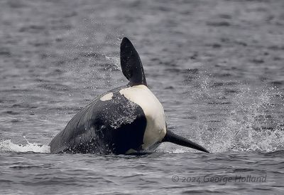 Orca_0485_1000p.jpg