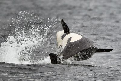 Orca_0505_1000p.jpg
