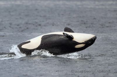 Orca_1030_1000p.jpg