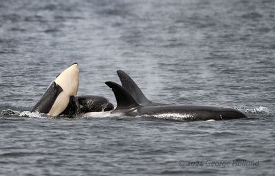 Orca_1166_1000p.jpg