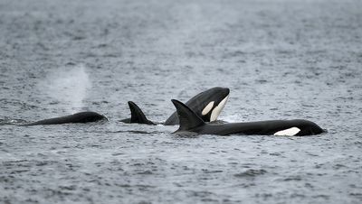 Orca_1822_1000p.jpg