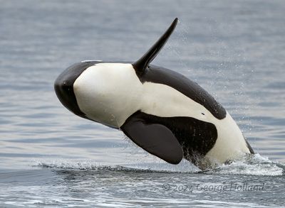 Orca_20240822-_GRH8456_1000p.jpg