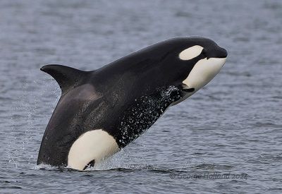 Whales