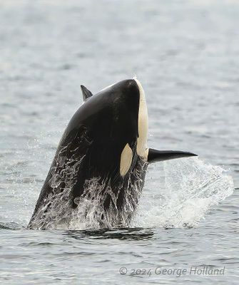 Orca_20240822_GRH0480_1000p.jpg