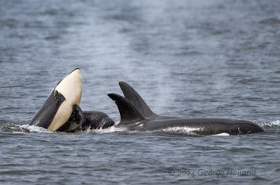 Orca_20240822_GRH1165_1000p.jpg