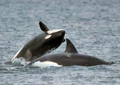 Orca_20240822_GRH2115_1000p.jpg