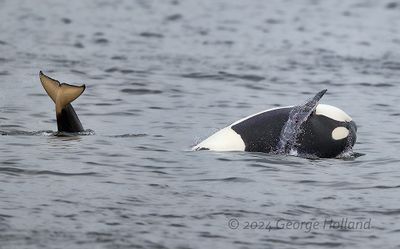 Orca_20240822_GRH2762.jpg