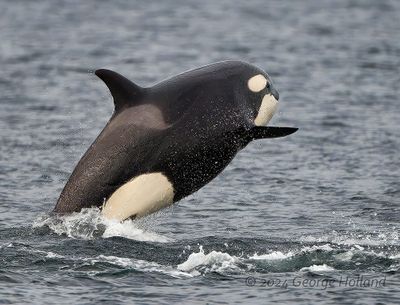 Orca_20240822_GRH2862_1000p.jpg