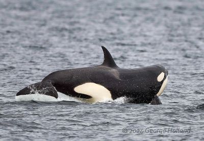 Orca_20240822_GRH2885_1000p.jpg