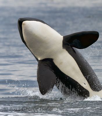 Orca_20240822_GRH8451_1000p.jpg