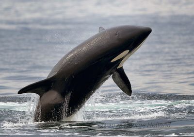 Orca_20240822_GRH8485_1000p.jpg